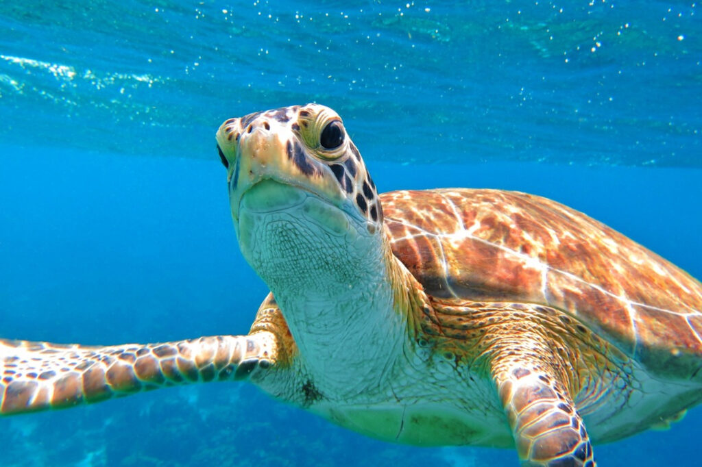 hurghada schnorchlcen